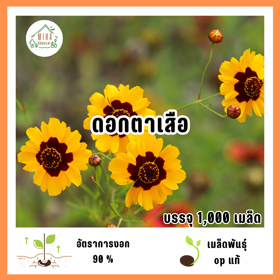 เมล็ดพันธุ์ดอกตาเสือ 1,000 เมล็ด