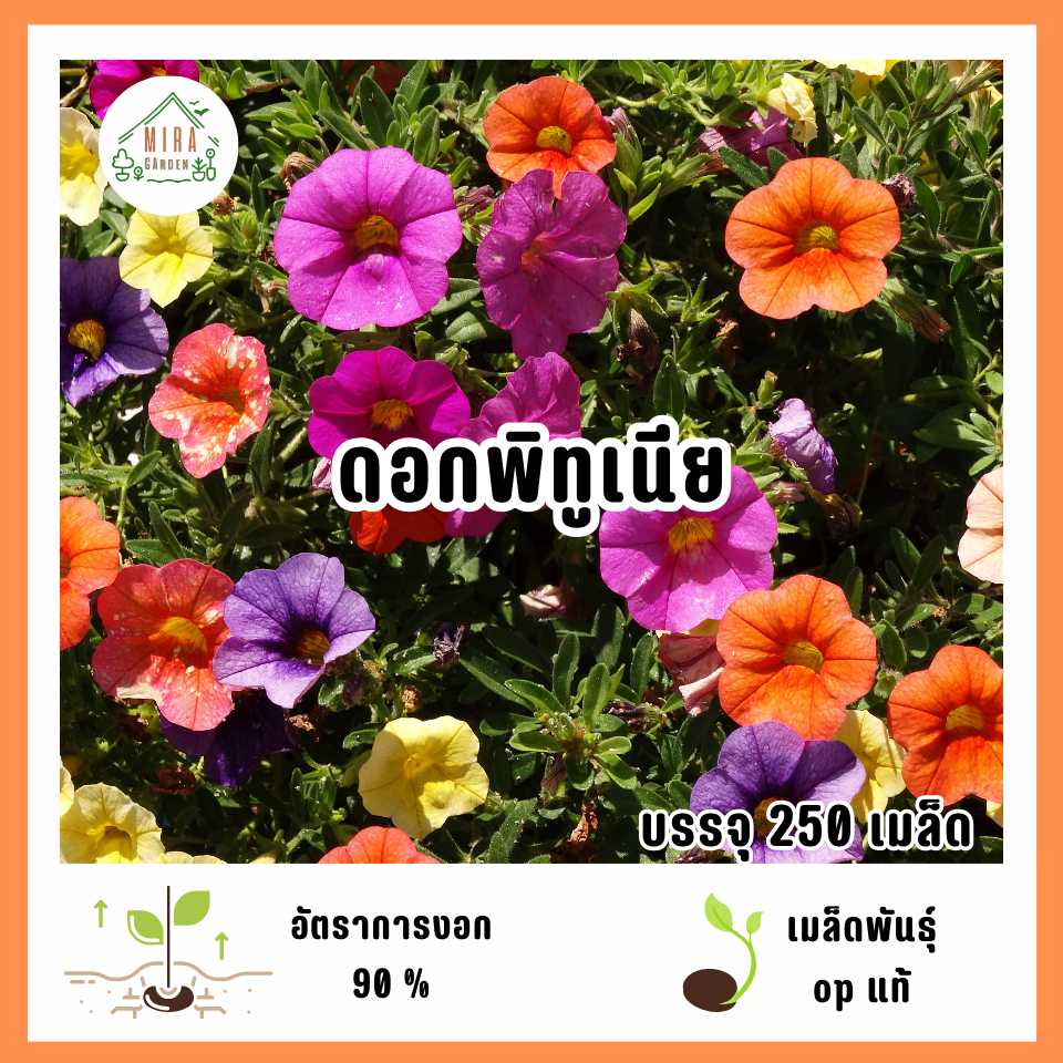 เมล็ดพันธุ์ดอกพิทูเนีย 250 เมล็ด