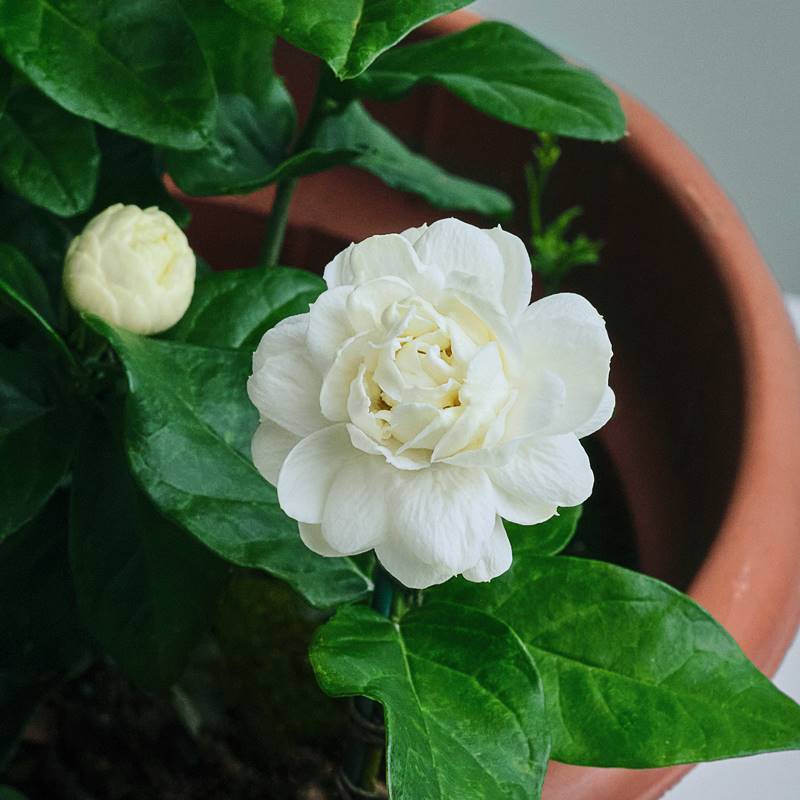 เมล็ดดอกมะลิแพ็ค 15 เมล็ดดอกมะลิเมล็ดพืชสวนดอกไม้ในร่มพืชจ รูปที่ 4