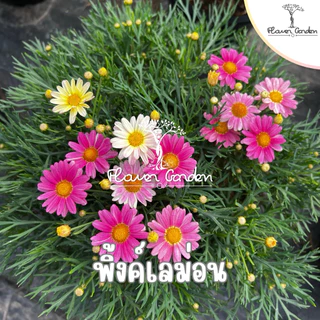NEW😍Paris Daisy (ปารีส เดซี่) สีแดง เหลือง ชมพู ดอกไม้กินได้ กระถาง 8 นิ้ว*ส่งติดดอก* ดอกหลายโทนสีในต้นเดียว ต้นไม้