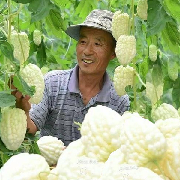 มะระหัวใจขาว10 แถม 1ถูกที่สุด25บ.เมล็ดพันธุ์มะระหัวใจขาว