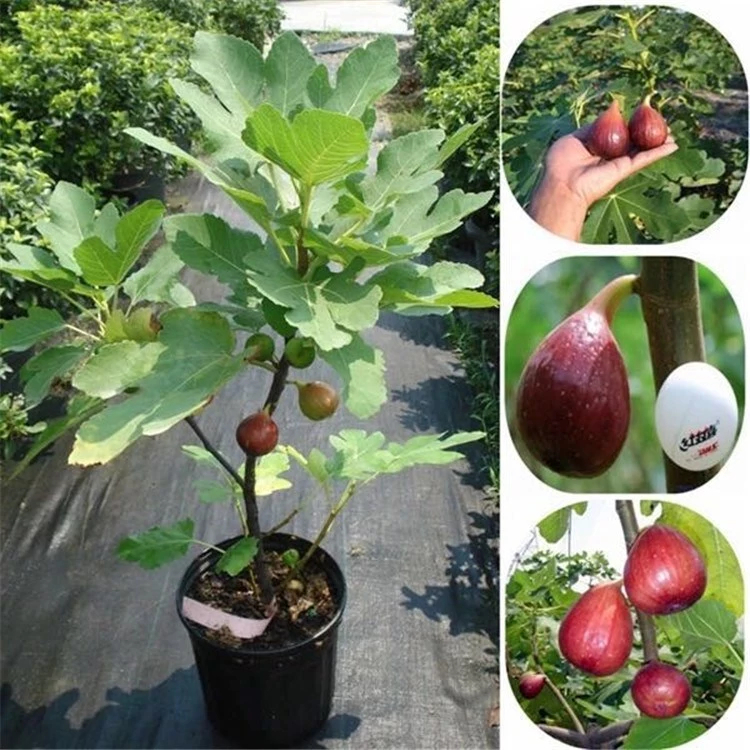 【ซื้อ 5 แถม 5 ฟรี】600เมล็ด เมล็ดพันธุ์ มะเดื่อฝรั่ง ต้นมะเดื่อ เมล็ดมะเดื่อฝรั่ง ผลไม้เมืองร้อน Fresh Fig Seeds Bonsai F
