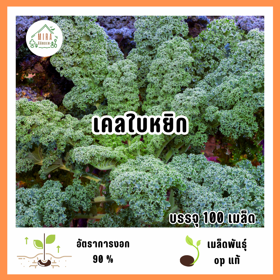 เมล็ดพันธุ์เคลใบหยิก 100 เมล็ด
