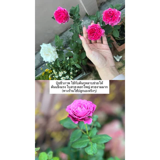 พร้อมส่ง🍀ปุ๋ยชีวภาพ ปุ๋ยเม็ดอินทรีย์ใช้งานง่าย เร่งดอกผล เร่งการเจริญ 500 กรัม และ 1 กก ตรา OHO