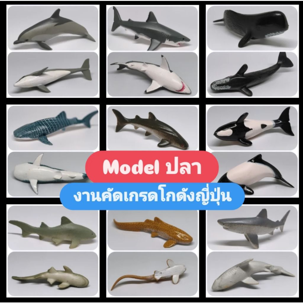 Model งานคัดเกรดโกดังญี่ปุ่น Code C1