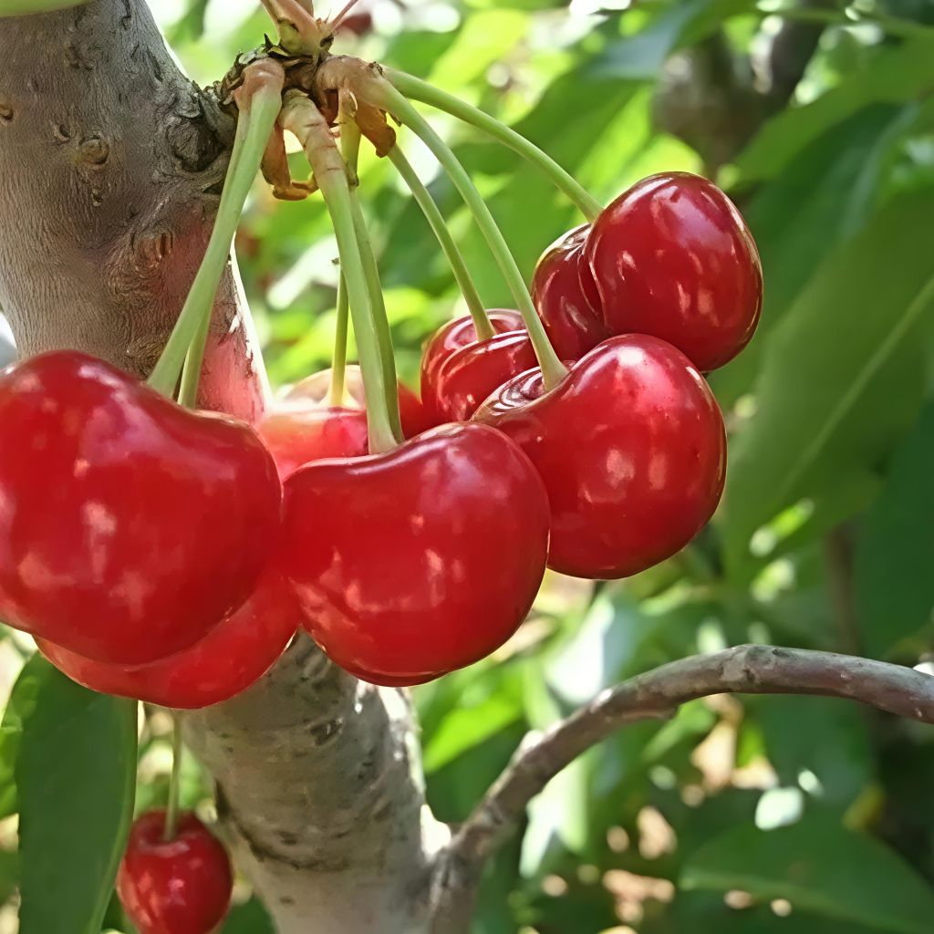 ต้นเชอรี่หวานออสเตรเลีย กิ่งตอน ฟอร์มแข็งแรง สูงประมาณ 70–80 cm