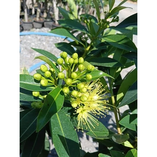 รักแรกพบสีเหลืองสวย(กระถาง 10 นิ้ว)เป็นไม้พุ่ม พรรณไม้ความหมายดี ออกได้ทั้งปีให้ดอกสวยงามตลอดทั้งปี กลิ่นหอมเย็น