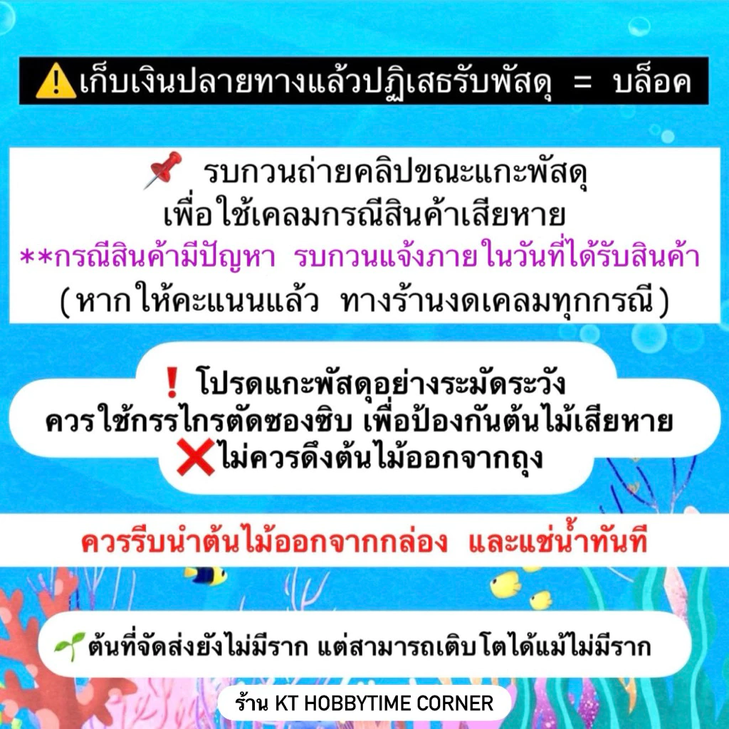 ต้นไม้น้ำ ต้นเล็ก ตกแต่งตู้ปลา โหลปลากัด เลี้ยงง่าย ไม่ต้องดูแลมาก thumbnail 3