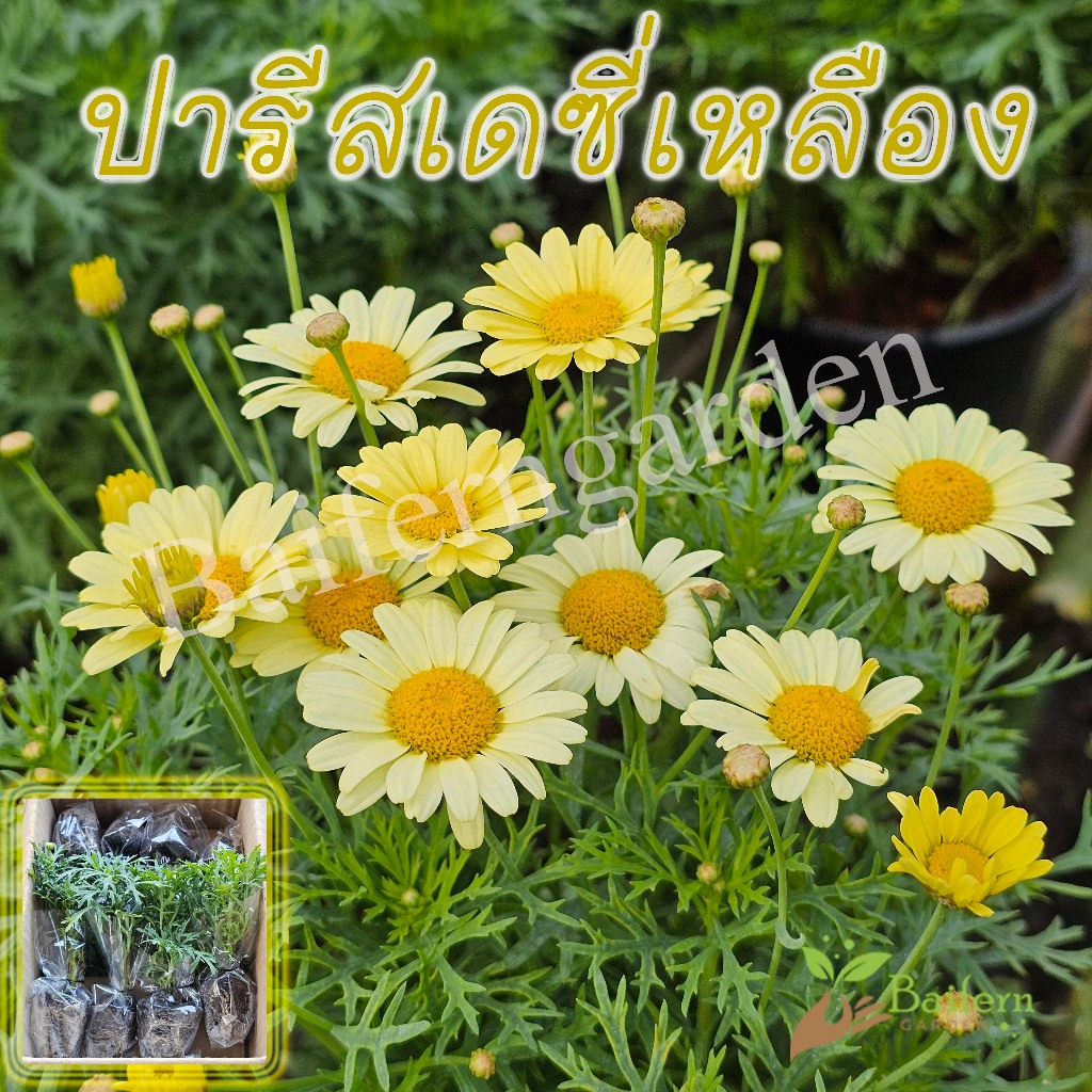 ต้นกล้าดอกปารีสเดซี่เหลือง (Argyranthemum Madeira Yellow)ดอกไม้กินได้ ต้นแข็งแรงพร้อมปลูก