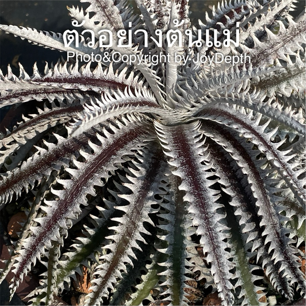 Dyckia Fire works/ดิ๊กเกีย ขายกระถางละ 450-650 บาท