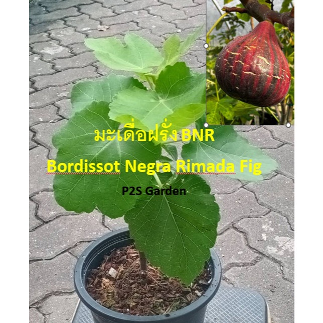 ต้นมะเดื่อฝรั่ง BNR Bordissot Negra Rimada กระถาง 8 นิ้ว พร้อมปลูก หายาก
