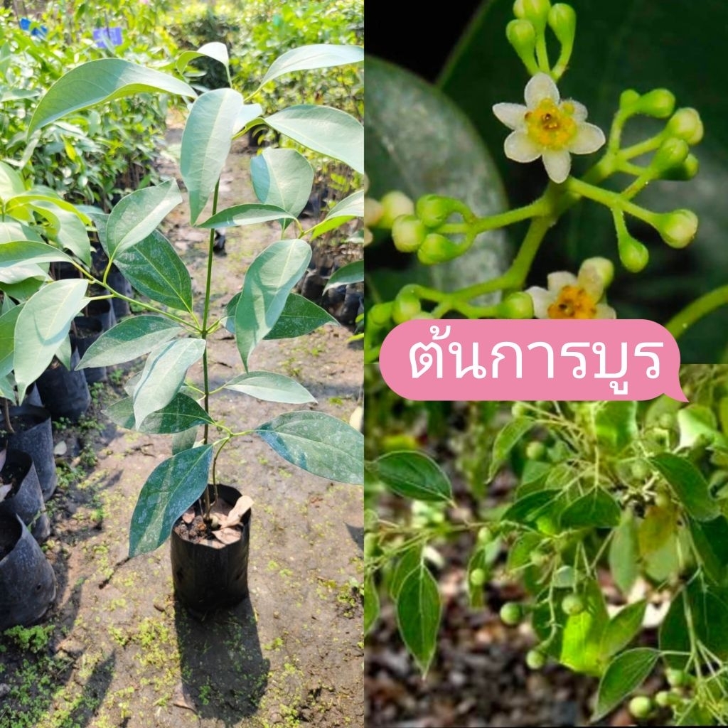 ต้นการบูร การบูรไม้หอมมากประโยชน์ เป็นไม้ยืนต้นขนาดใหญ่ ทุกส่วนมีกลิ่นหอม