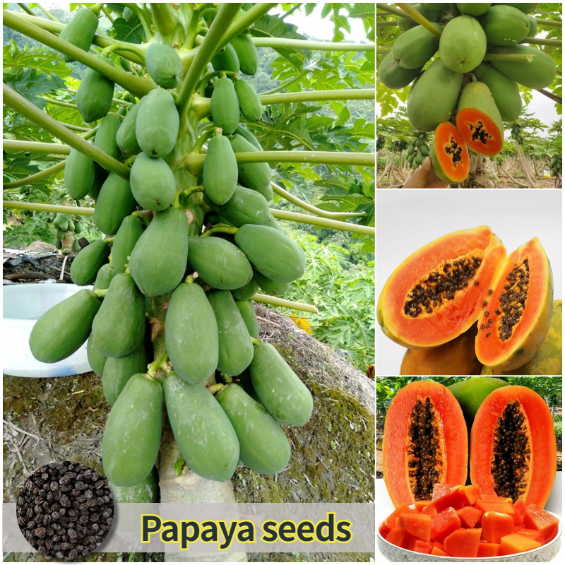 Dwarf Papaya Fruit Seeds (20 Pcs/pack) เมล็ดพันธ์มะละกอแขกนวลดำเนิน Sweet Papaya Seedsเมล็ดพันธุ์ผลไ