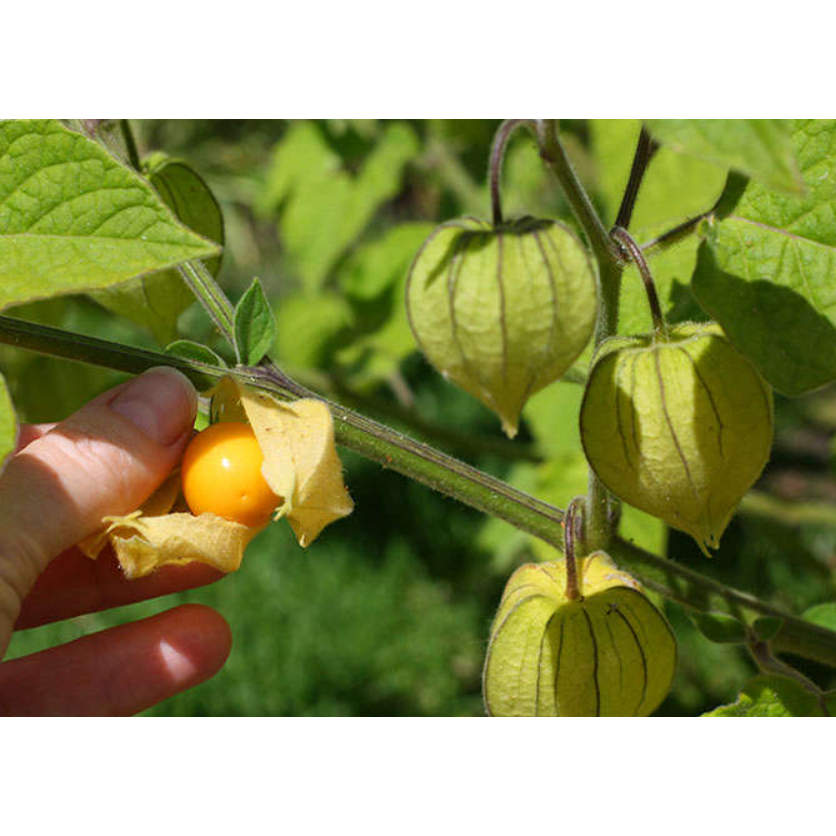 เมล็ดพันธุ์เคพกู้ดเบอร์รี่ ซองละ 60 เมล็ด - รูปที่ 3