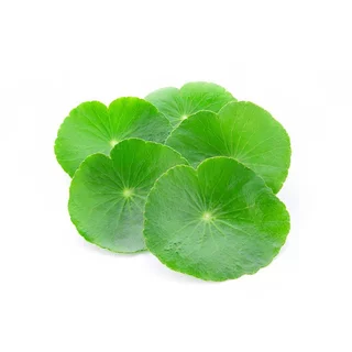 เมล็ดพันธุ์ใบบัวบก บรรจุ 100 เมล็ด