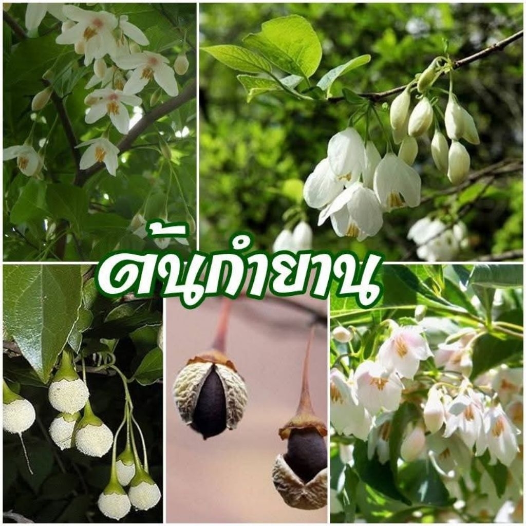 กำยาน กำยานไทย กำยานต้น ขายเมล็ดพันธุ์สำหรับเพาะ 1 ชุด 50 บาทบรรจุ 60 เมล็ด