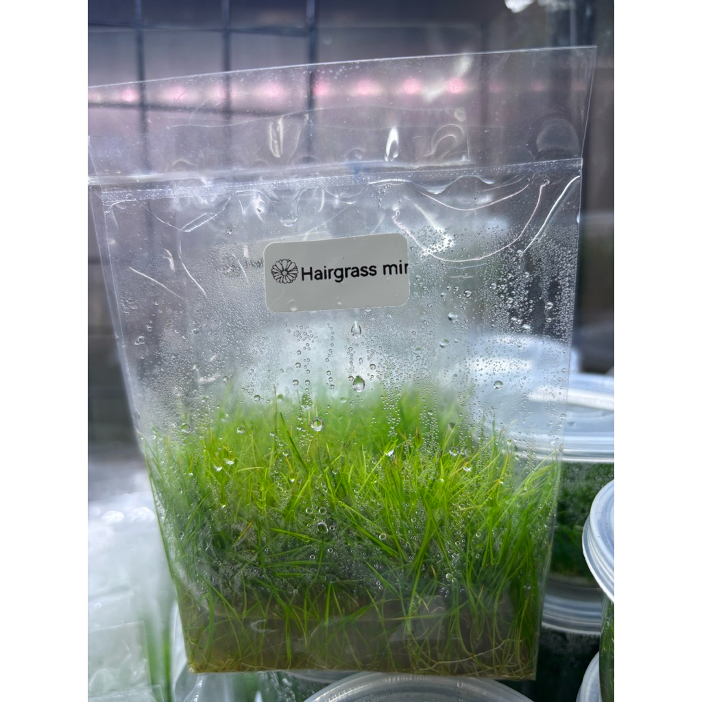 ไม้ปูพื้นเนื้อเยื้อแฮร์กลาสมินิ(Hairgrass mini)