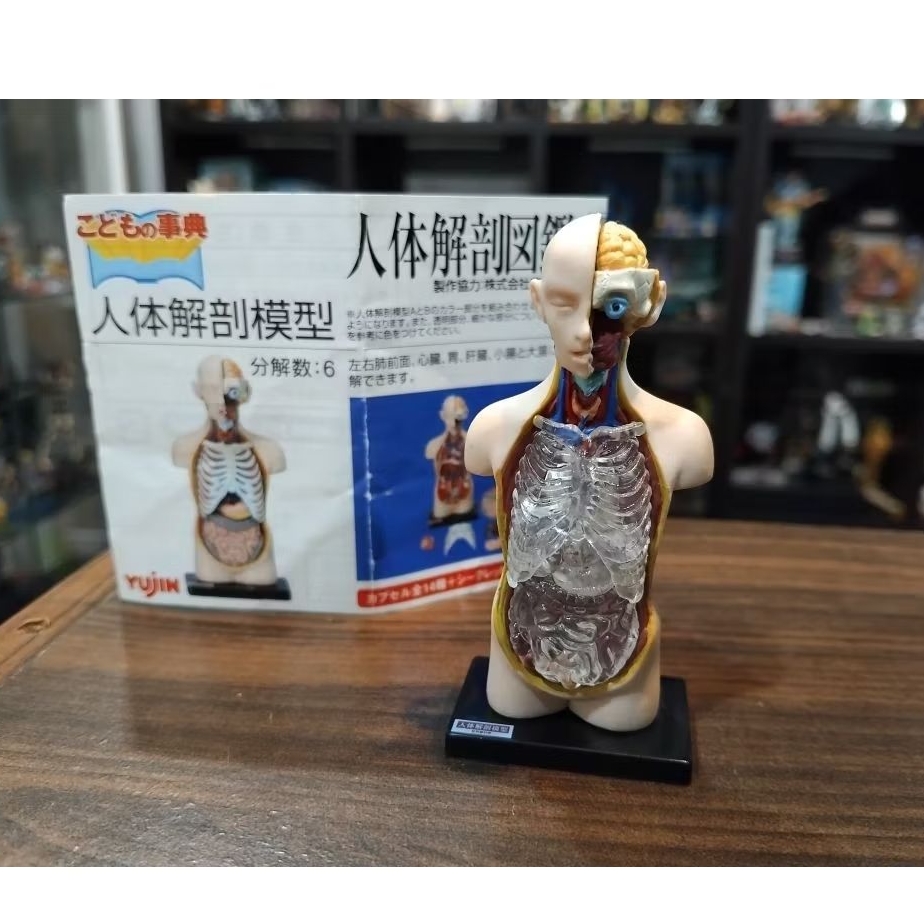 Yujin Human Anatomy  model