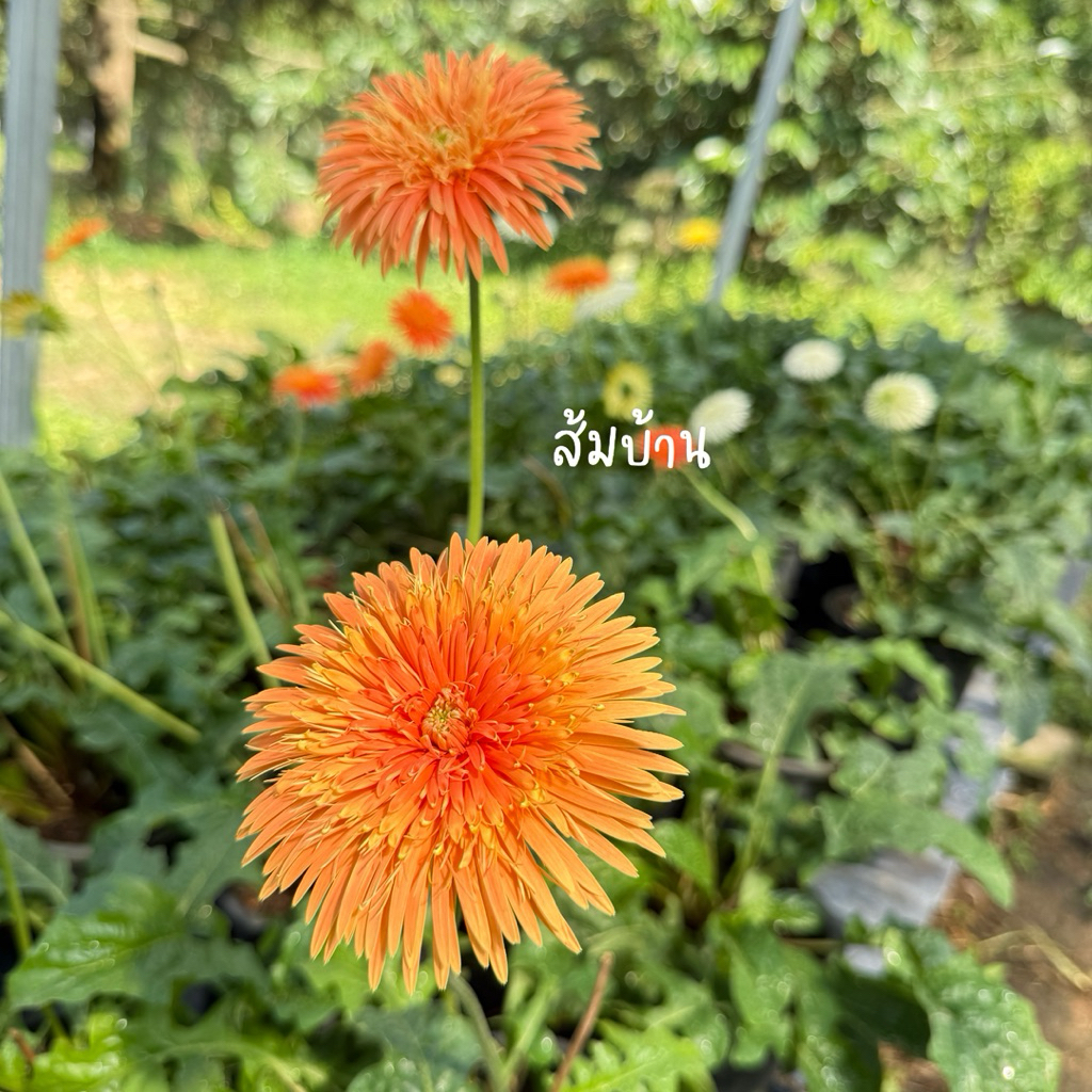 เยอบีร่าไทย ส้มบ้าน จัดส่งทั้งกระถาง6“
