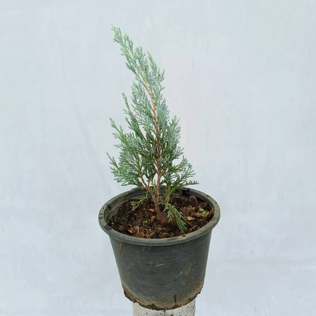 ต้นสนบลู🌲 (chamaecyparis lawsoniana) กระถาง 5.5 นิ้ว ต้นไม้ใบสีฟ้าสวยงาม ประดับตามบ้านออฟฟิต เลี้ยงง่าย สูง 15-17 ซม.