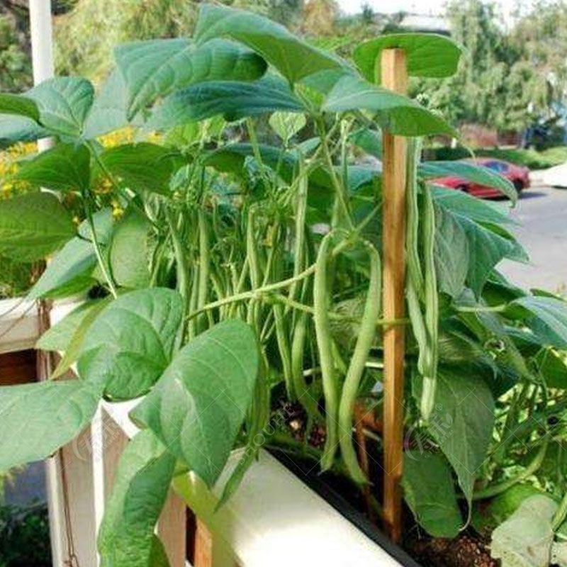French Bean Seeds อัตรางอกสูง! เมล็ดพันธุ์ ถั่วแขก สีเขีย บรรจุ 10 เมล็ดผักที่ใช้ในการปลูก ผักออร์แกนิก คุณภาพดี