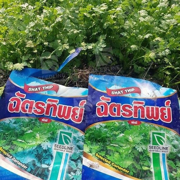 ผักชีฉัตรทิพย์ 300 กรัม กอใหญ่ น้ำหนักดี ใบหนา ออกดอกช้า รูปที่ 4