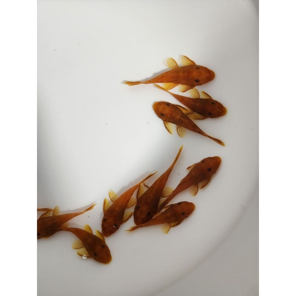 [จัดส่ง2-3]อาหารปลาซัคเกอร์L144 Super red 1.5นิ้ว(4cm)