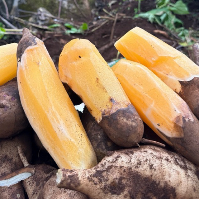 1 kgสุทธิบัวหิมะไซส์ 2-3 หัว // กก กรอบ หวาน แก่จัด อร่อยมากๆ ส่งจากเชียงใหม่