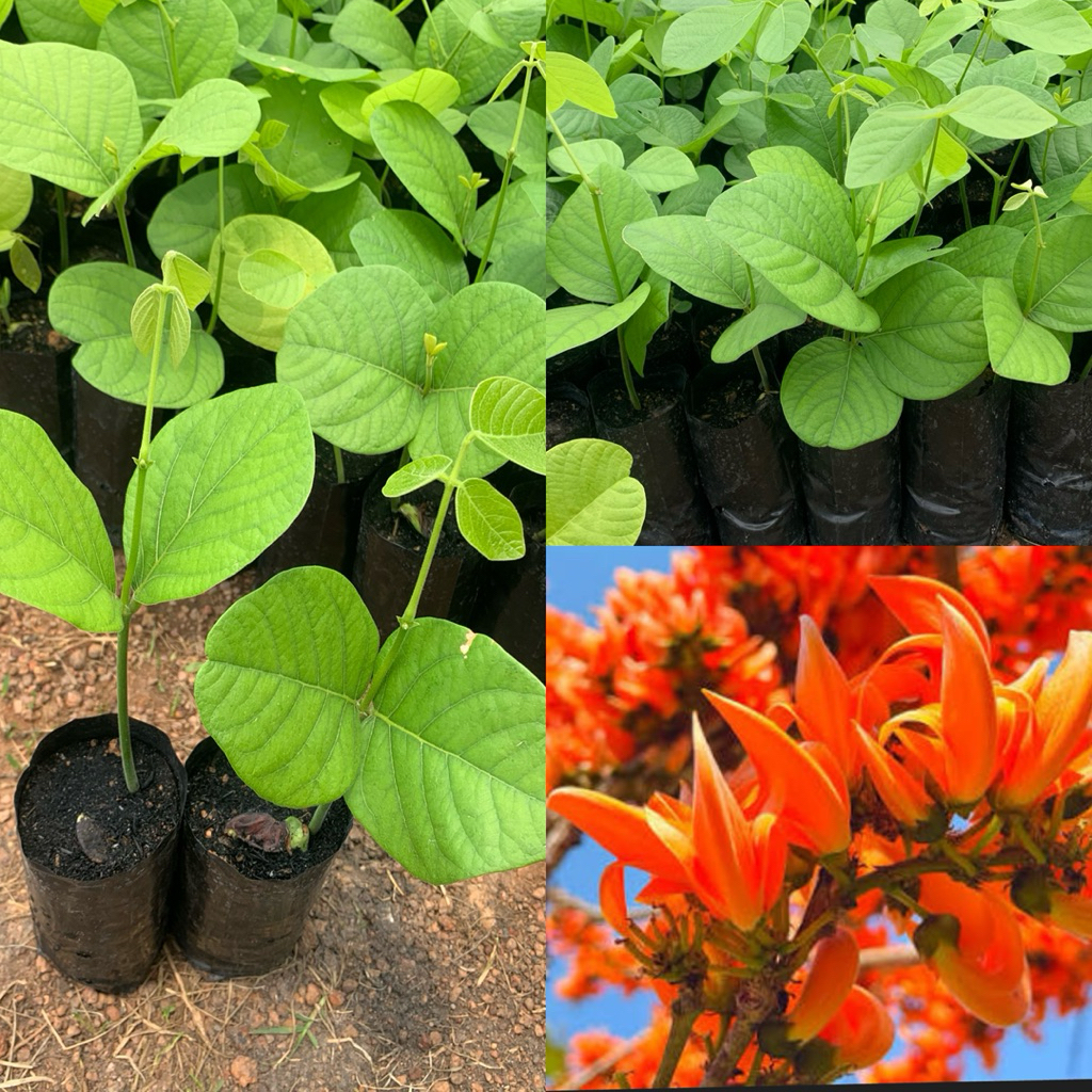 ต้นดอกจาน หรือ ทองกวาว (สีส้ม)