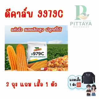 (ถุงรุ่นใหม่) เมล็ดพันธุ์ข้าวโพดดีคาล์บ 9979C ขนาด 10 กิโล