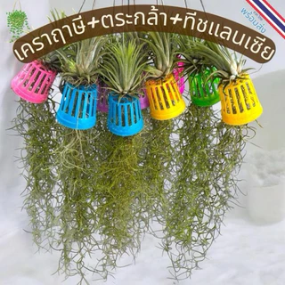 เคราฤาษี​ ชุด​ 5หรือ10​ พวง ไม้ฟอกอากาศ​ ประดับตกแต่งอาคาร​ บ้านเรือน ช่วยให้อากาศบริสุทธิ์​ ดูแลง่าย​ ทนแล้งได้ดี