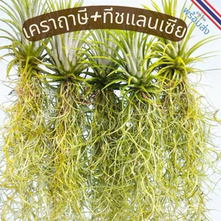 เคราฤาษี​ ชุด​ 5หรือ10​ พวง ไม้ฟอกอากาศ​ ประดับตกแต่งอาคาร​ บ้านเรือน ช่วยให้อากาศบริสุทธิ์​ ดูแลง่าย​ ทนแล้งได้ดี