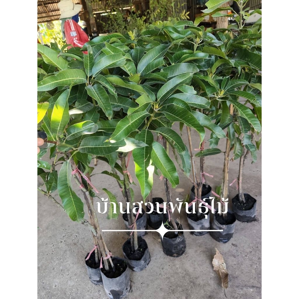 ต้นมะม่วง พันธุ์ตลับนาค ต้นทาบกิ่ง สูง 80-100 ซม.