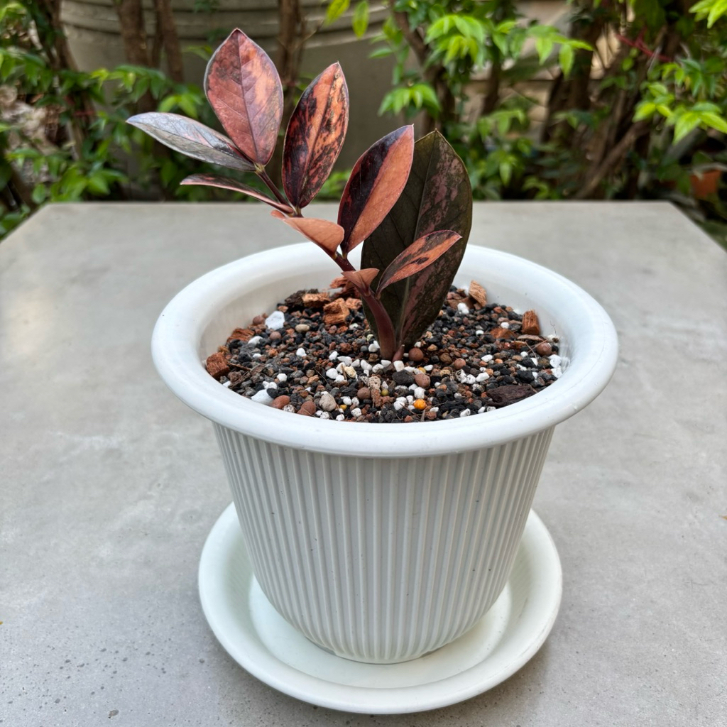 กวักมรกตดำด่างชมพู  Zamioculcas Zamifolia Black Variegated ฟอร์มสวย มีหัว มีรากแล้ว
