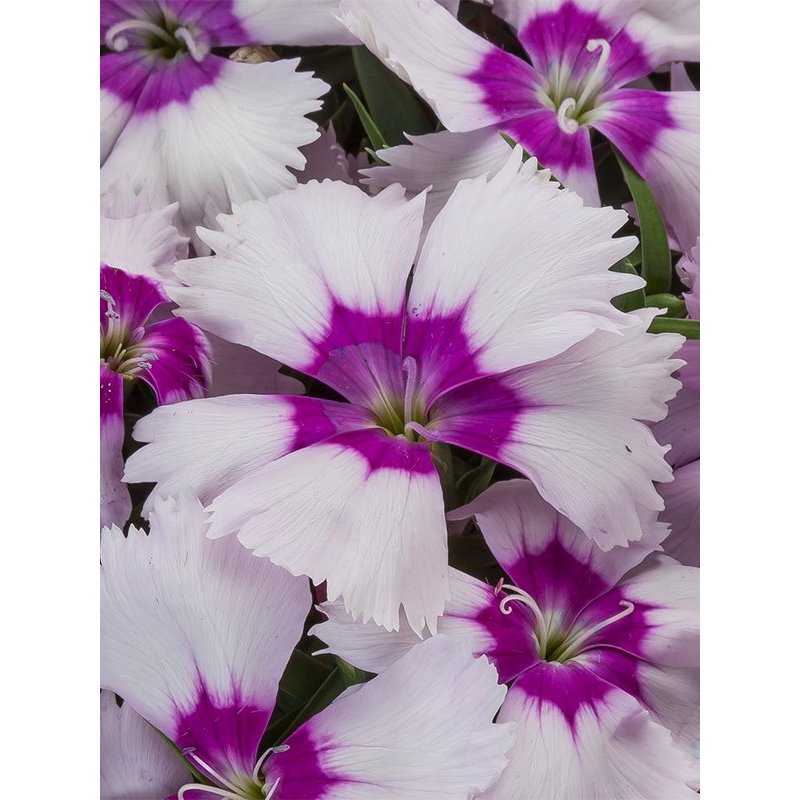 ต้นพันธุ์ ดอกผีเสื้อ ถุงดำพร้อมปลูก 29บาท หรือ  Dianthus  ดอกไม้กินได้ (edible flowers)