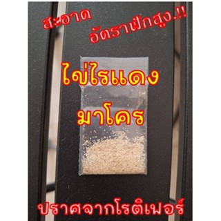 ไข่ไรแดงมาโคร สะอาด ตั้งใจทำ ฟักเร็วฟักง่าย