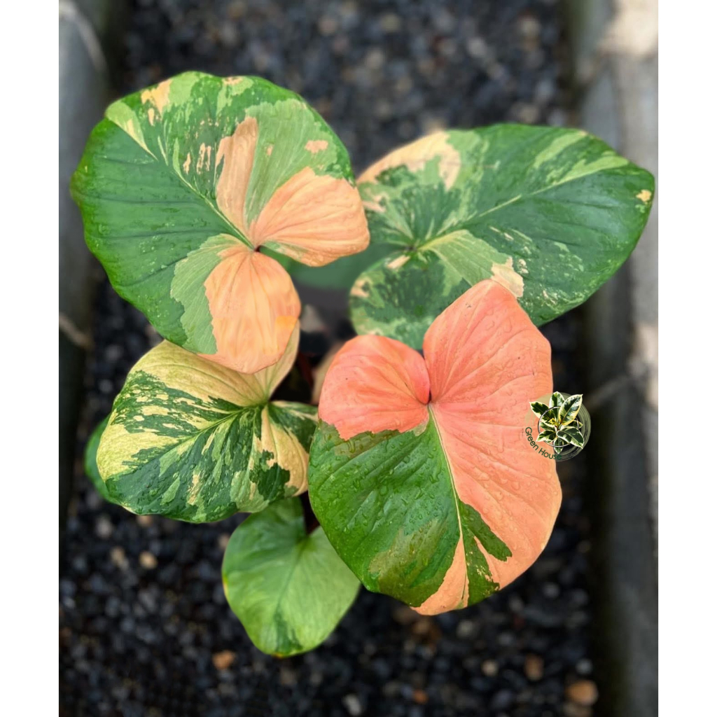Homalomena Rubescens Mint Variegated เสน่ห์จันทร์บุษราคัมมิ้นท์ ด่าง