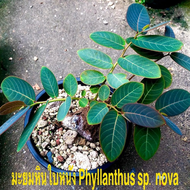 มะยมใบหนัง 《 หายากเลือกต้นเอง 》  phyllanthus sp.nova ไม้โขดหายาก เป็นที่นิยม มีจำนวนน้อย ไม่มีมาบ่อยค่ะ