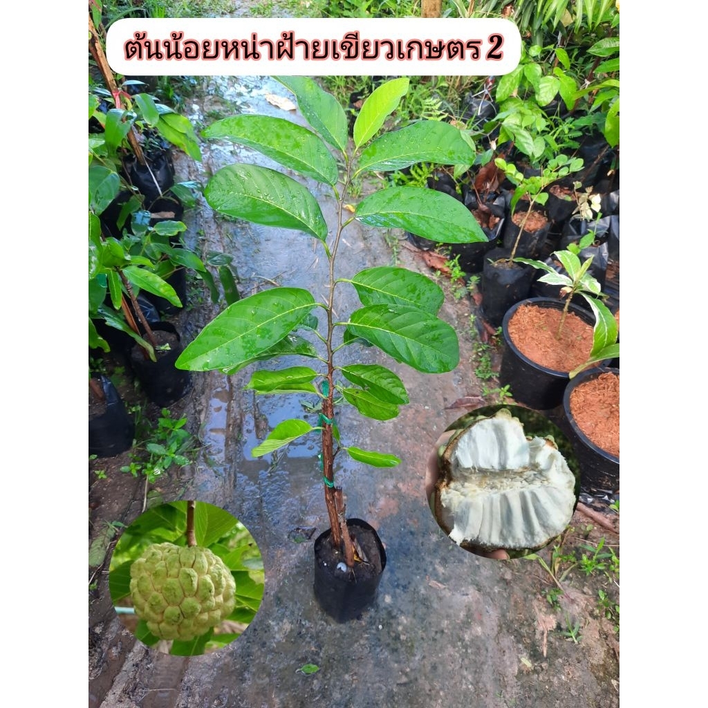ต้นน้อยหน่าฝ้ายเขียวเกษตร 2 น้อยหน่าฝ่าย  เสียบยอด