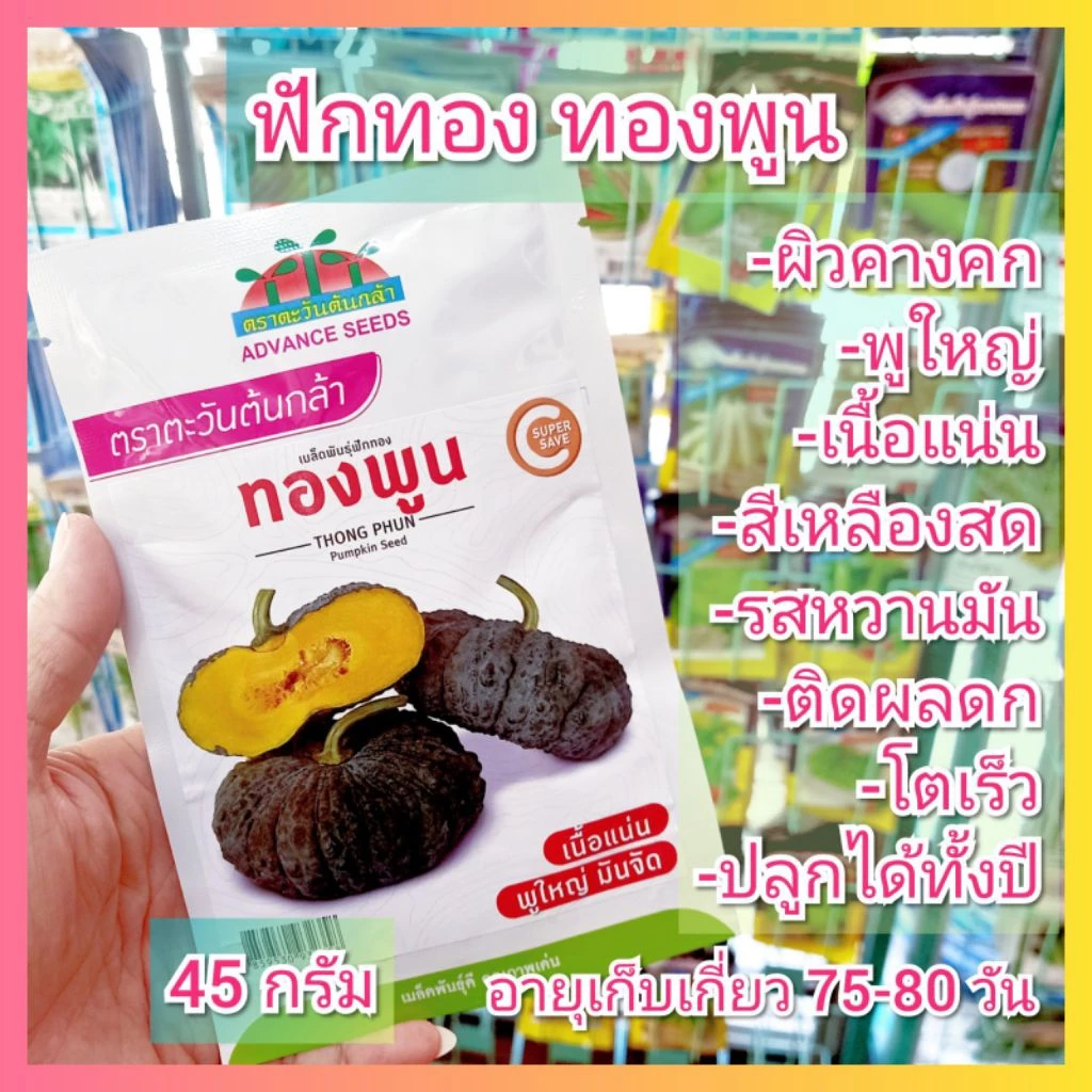 เมล็ดพันธุ์ฟักทอง ทองพูน 45 กรัม ฟักทอง เมล็ดฟักทอง ฟักทองคางคก