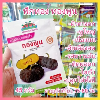 เมล็ดพันธุ์ฟักทอง ทองพูน 45 กรัม ฟักทอง เมล็ดฟักทอง ฟักทองคางคก