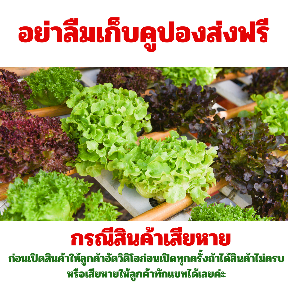 เมล็ดพันธุ์มะเขือเหลืองลูกดก จำนวน 200 เมล็ด - รูปที่ 5