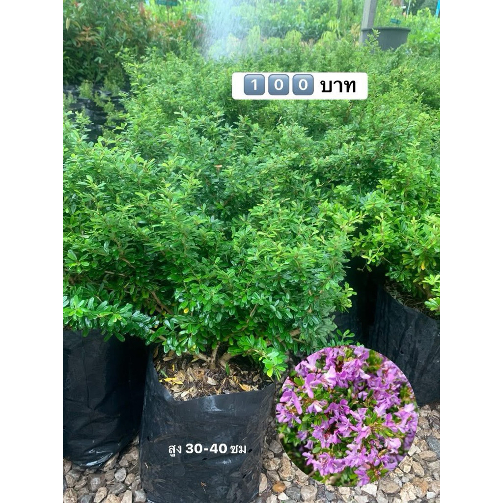 🌸ต้นม่วงเจริญ1️⃣0️⃣0️⃣บาท🌸