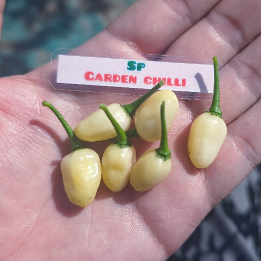 เมล็ดพันธุ์พริกฮาบาเนโรยูคาทานสีขาว(Habanero Yucatan white)