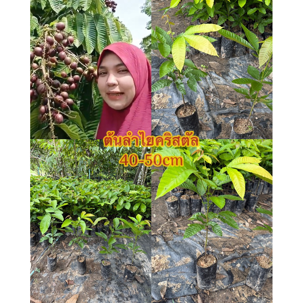 ต้นลำไยคริสตัลได้4ต้น