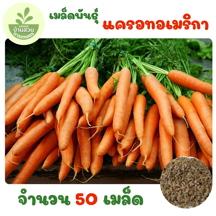 เมล็ดพันธุ์แครอทอเมริกา จำนวน 50 เมล็ด