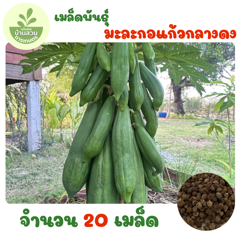 เมล็ดพันธุ์มะละกอแก้วกลางดง จำนวน 20 เมล็ด