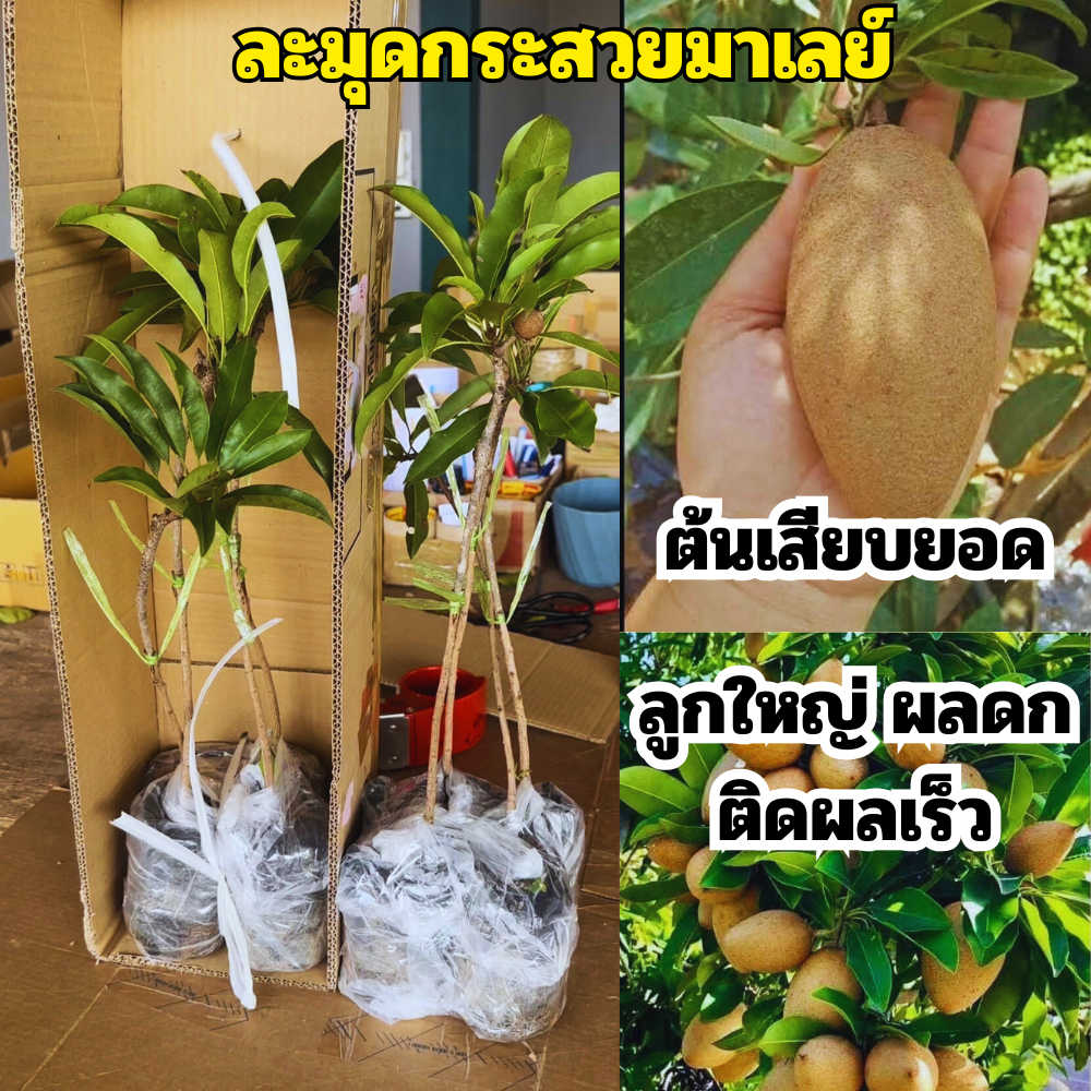 ต้นพันธุ์ละมุดกระสวยมาลย์เสียบยอด (1ต้น) สูง 40 เซน ปลูกง่าย โตไว พร้อมส่ง