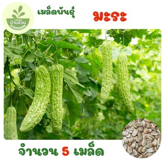 เมล็ดพันธุ์มะระ จำนวน 5 เมล็ด