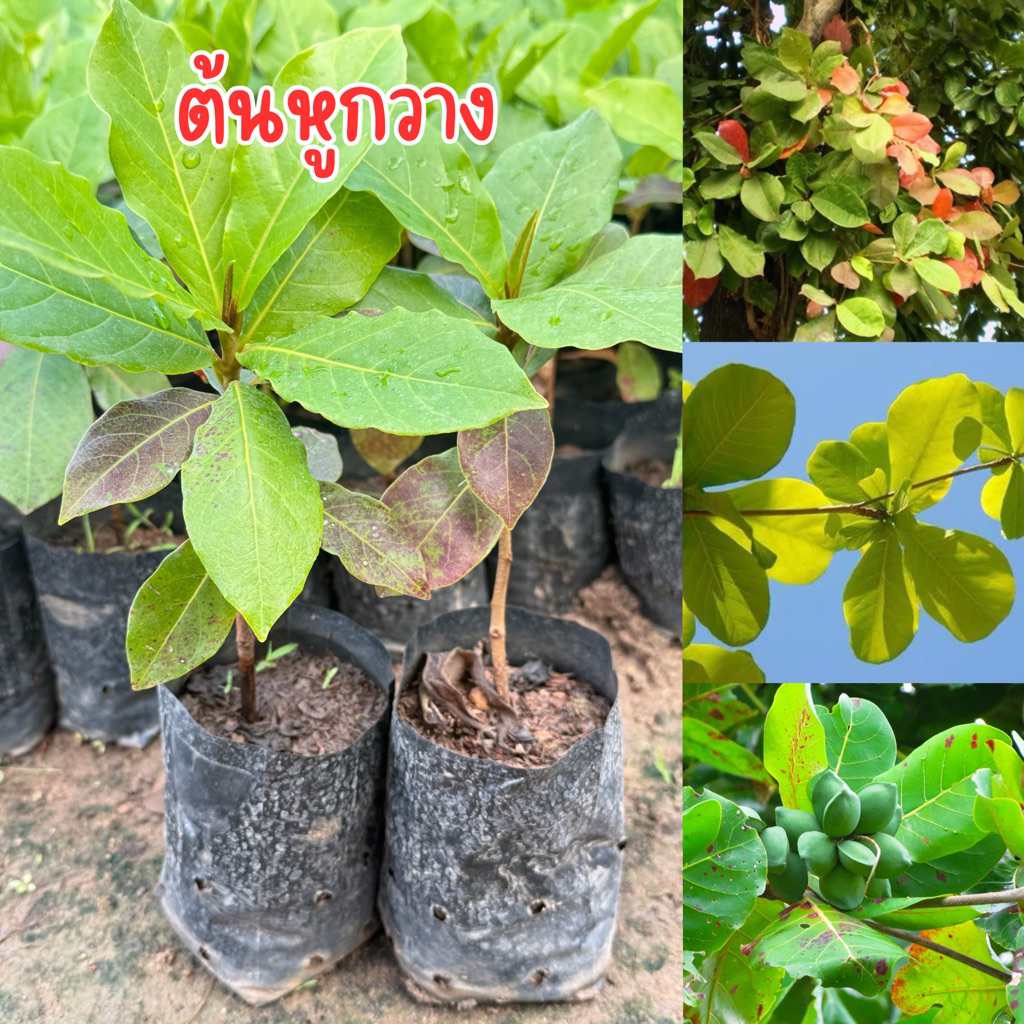 ต้นหูกวาง ต้นสูง40เซนครับ พร้อมส่งครับ ชุด2ต้น89